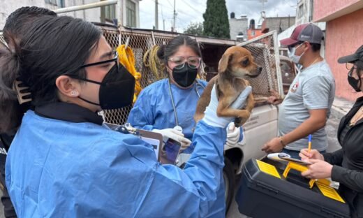 Basta de maltrato animal; rescatan 11 animales durante cateo en Toluca